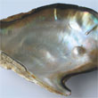 Iridescent Shell