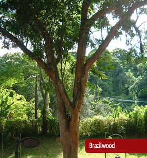 Brazilwood