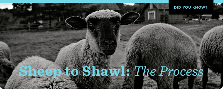 Did you know? About Sheep to Shawl: The Process