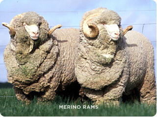 Merino Rams