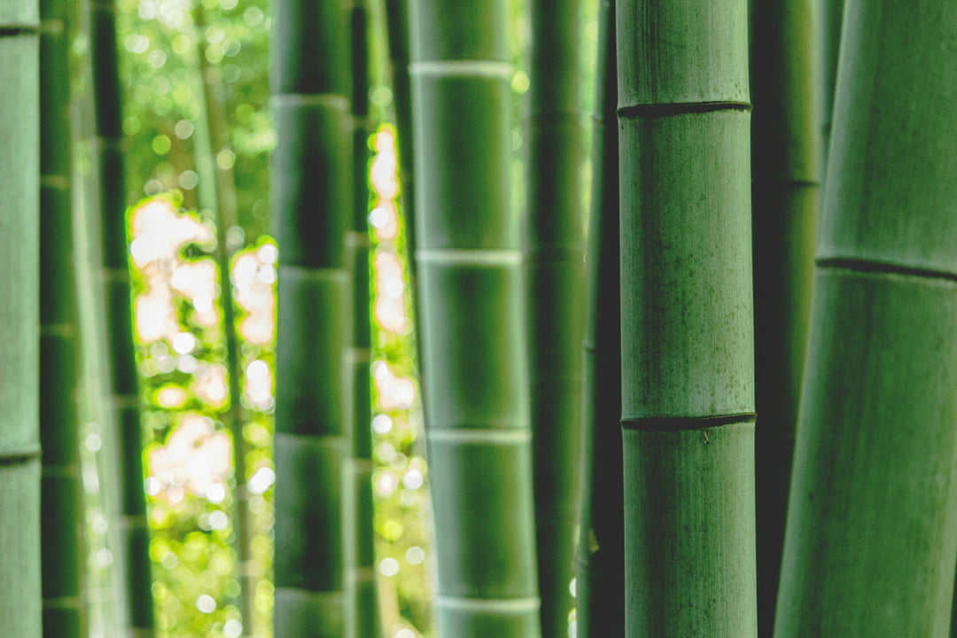 Did You Know... All About Bamboo?