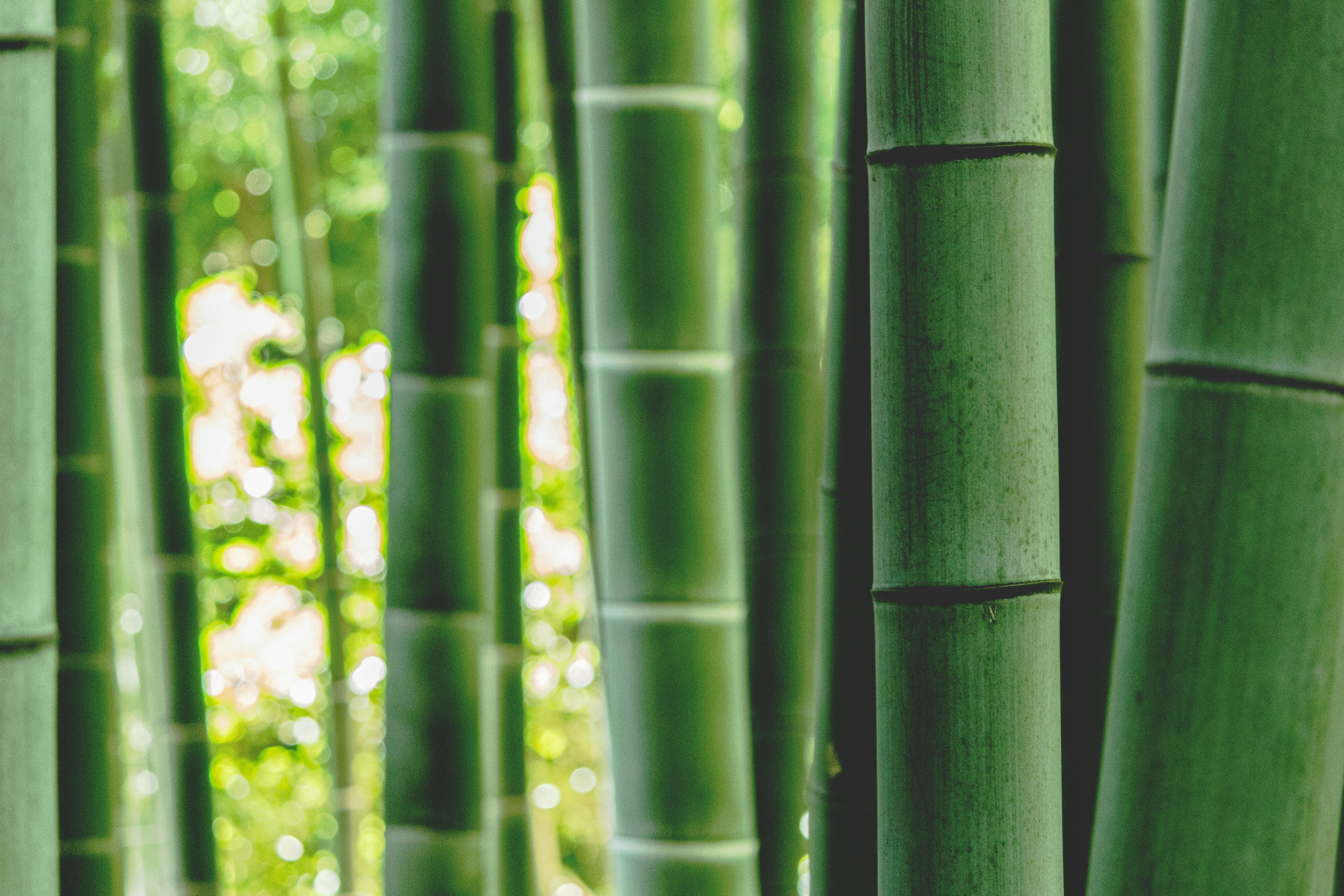 Did You Know... All About Bamboo?