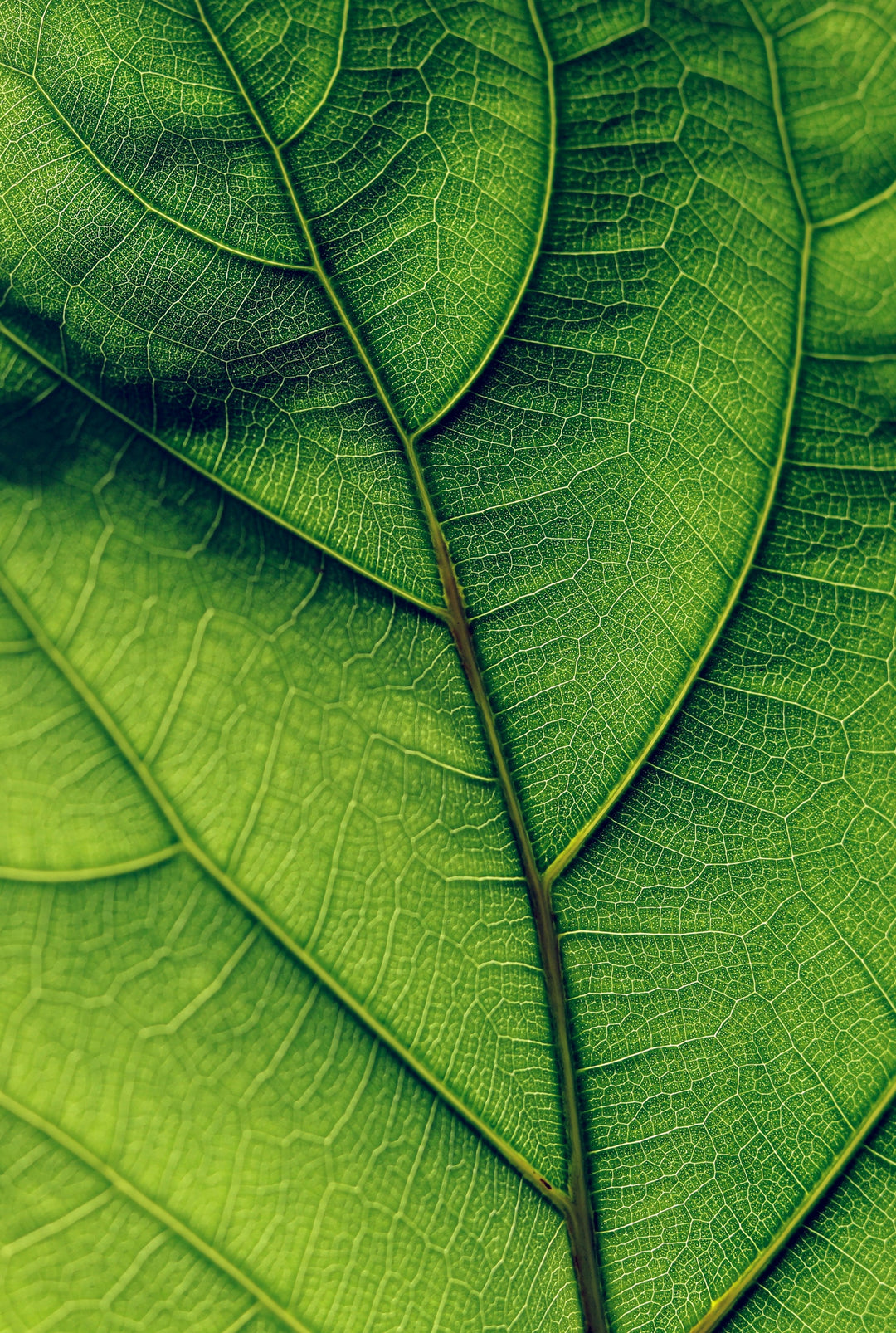 Cellulose