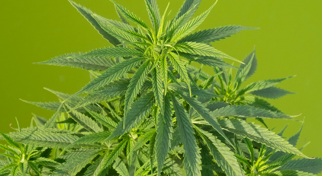 Did You Know... About Hemp?