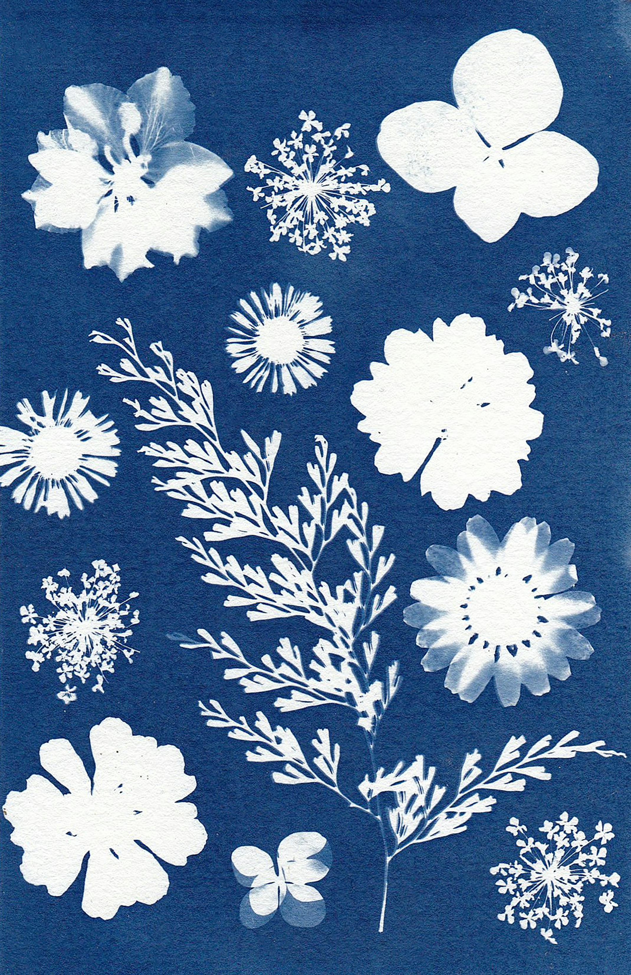 Cyanotype Zendoodling Project