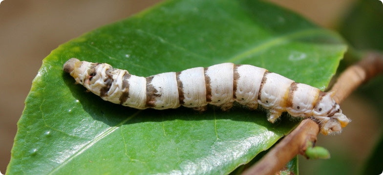 Silk Myths Busted
