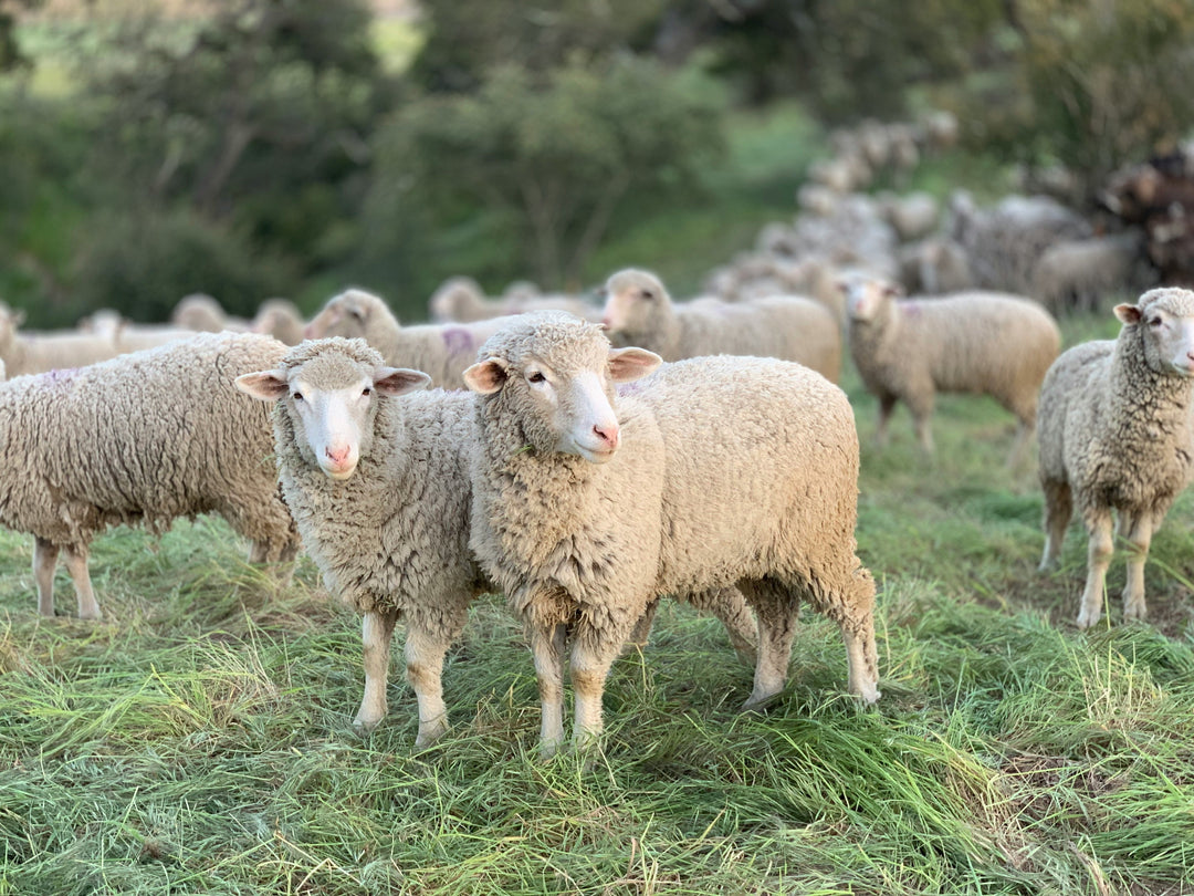Did you know... About Sheep to Shawl