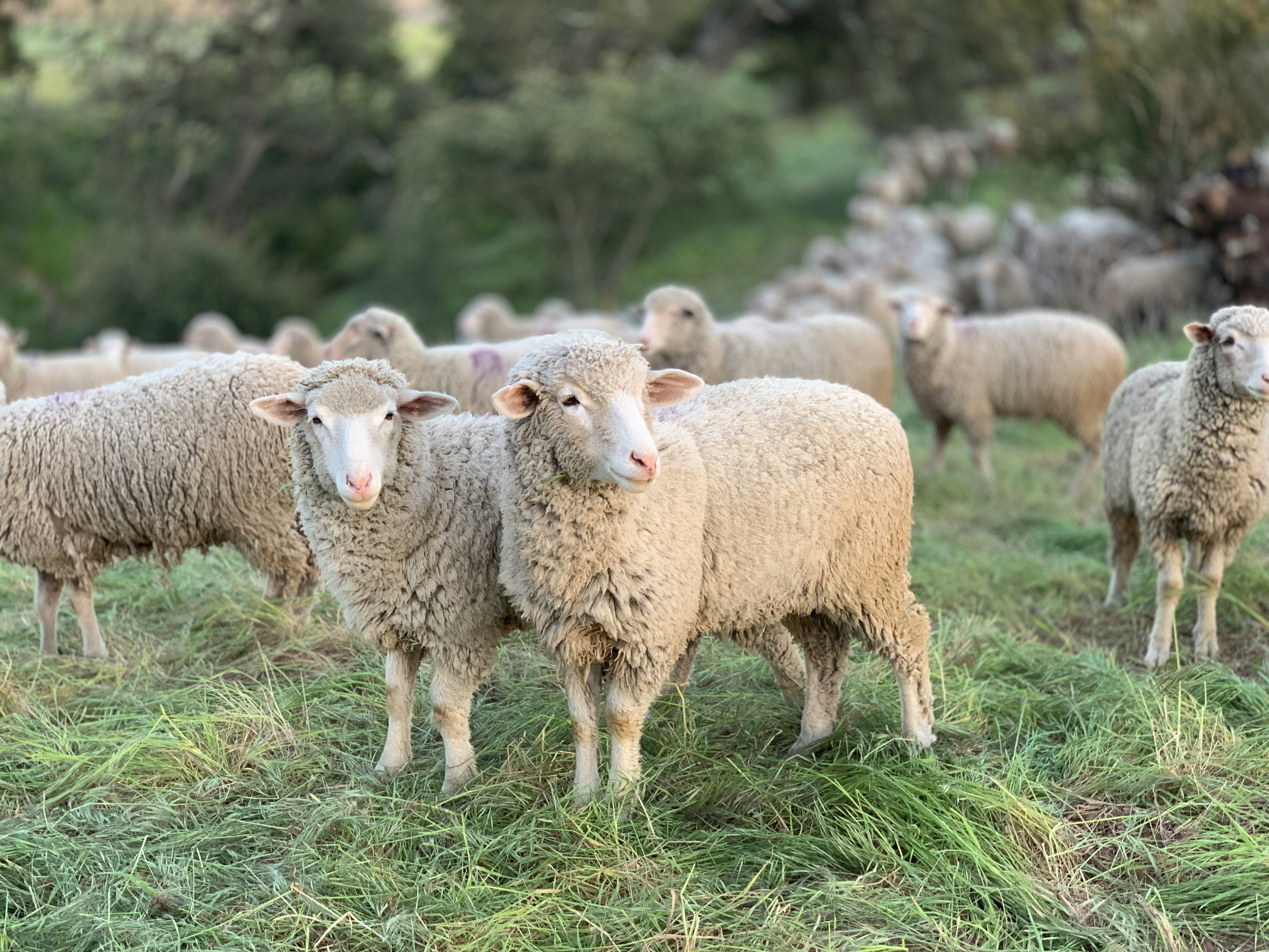 Did you know... About Sheep to Shawl