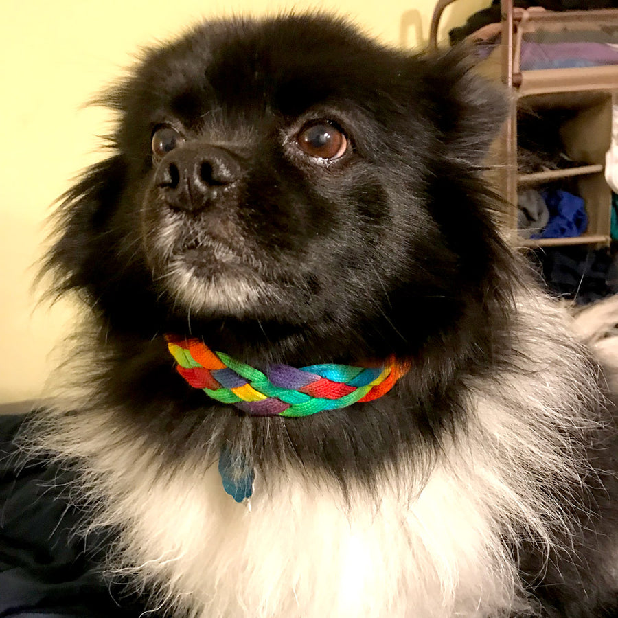 Dyed and braided dog collar by Parris Southworth (modeled by Duke)