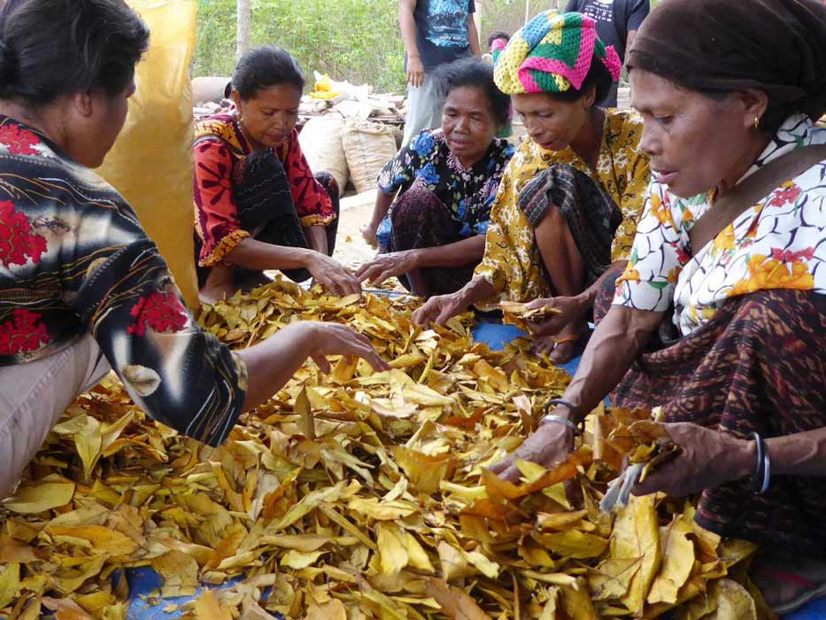Group of Indonesian women sorting yellow leaves in a outdoor setting