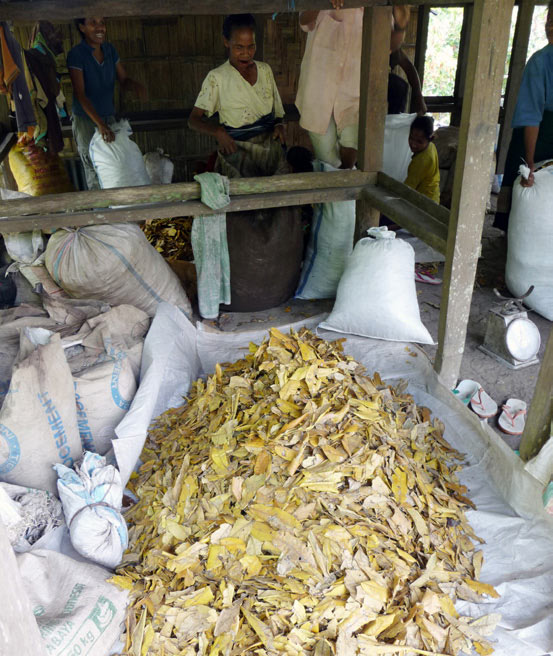 Stack of dried yellowish symplocos leaves on a table with people working in the background.
