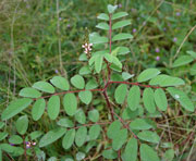 Indigo plant example 2