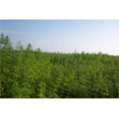 Field of hemp