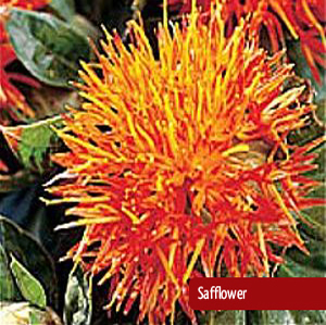 Safflower